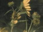 Vie Vgtale : Tournesol