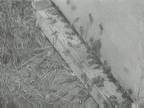 Bees : Mesopotamian Bees