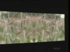 Plant Life : Corn Stalks