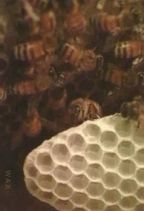 Bees : Comb