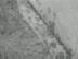 Bees : Mesopotamian Bees